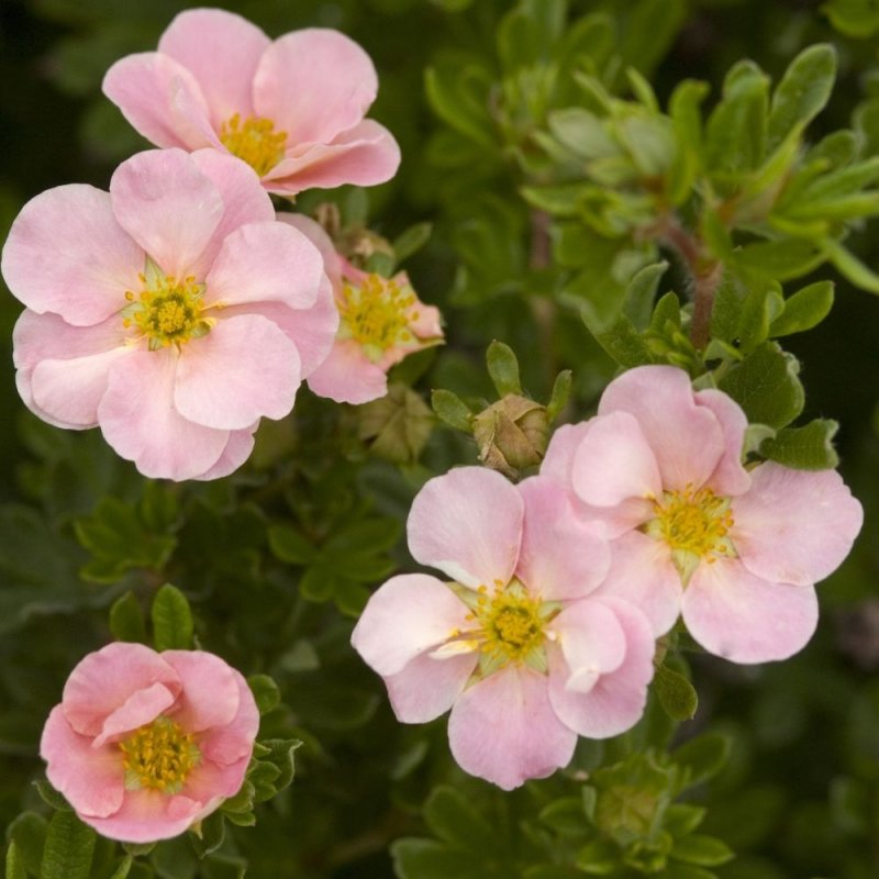 Лапчатка кустарниковая (Potentilla fruticosa Pink