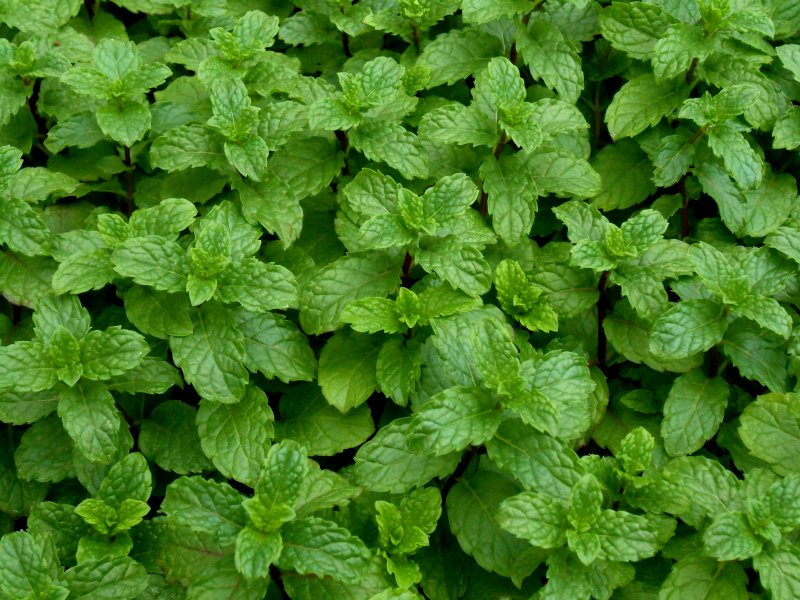 Мята перечная Кубанская