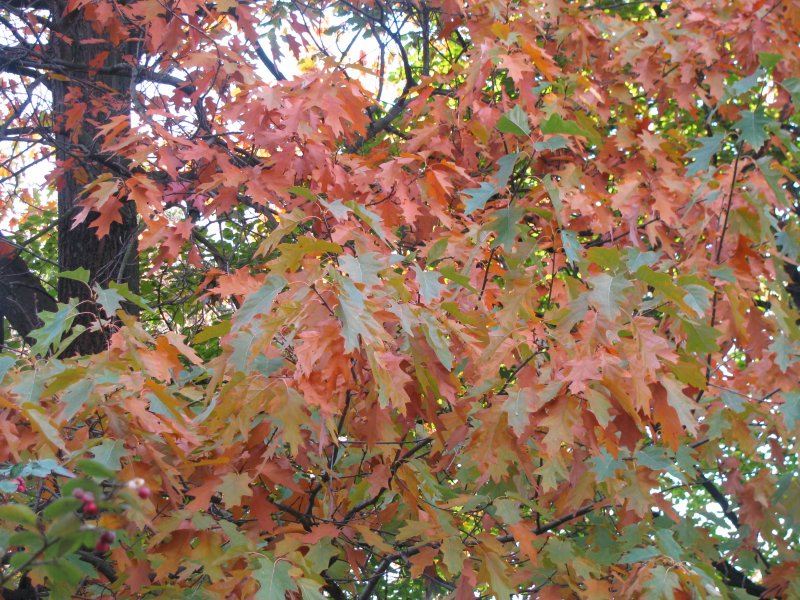 Acer rubrum 'Shocking Gold'