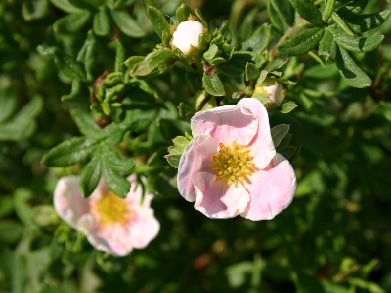 Лапчатка кустарниковая "Манчу" Potentilla fruticosa "Manchu"