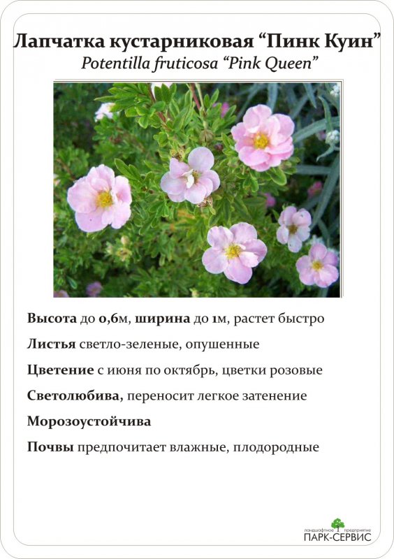 Лапчатка Пинк Квин в ландшафтном дизайне