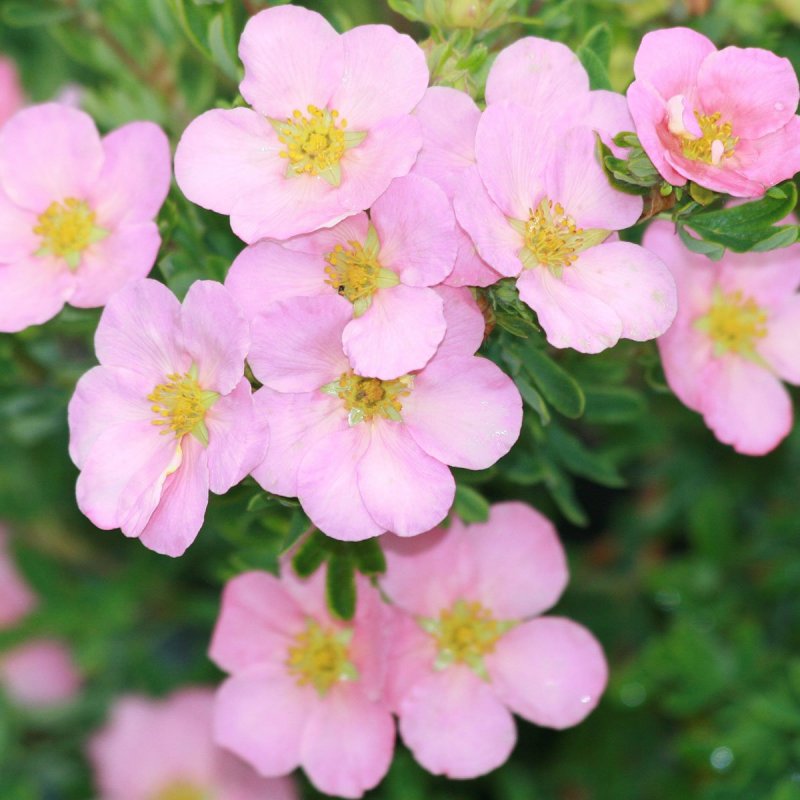 Potentilla fruticosa Lovely Pink