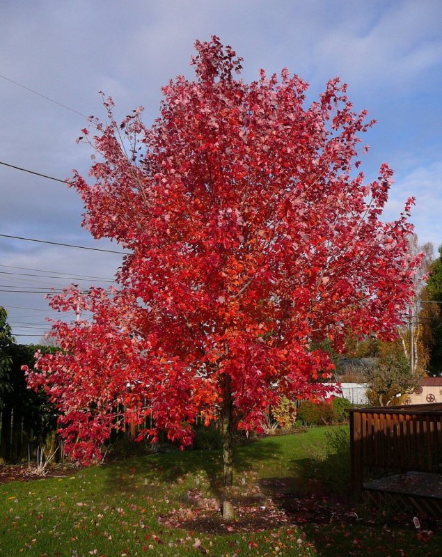 Клен красный Acer rubrum
