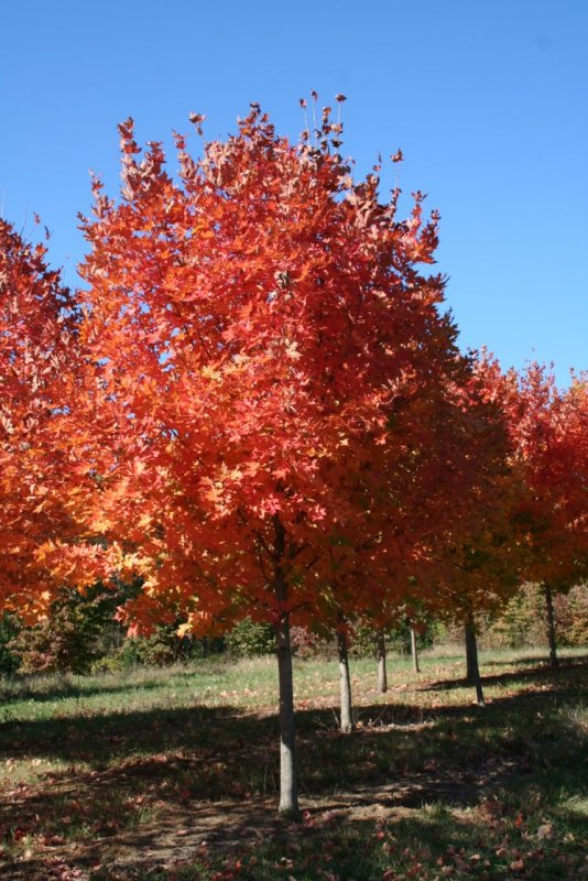 Acer palmatum