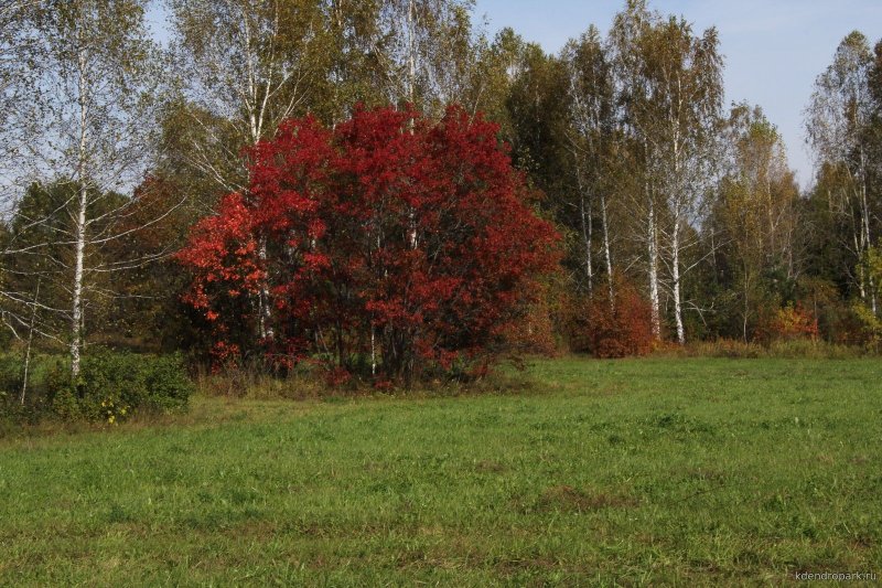 Бересклет Компактус