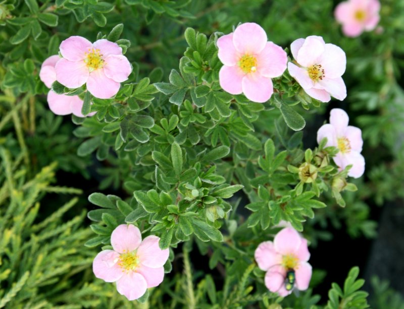 Лапчатка Potentilla Pink Queen