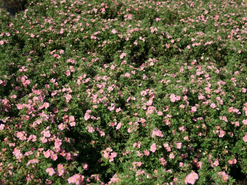 Лапчатка кустарниковая Lovely Pink