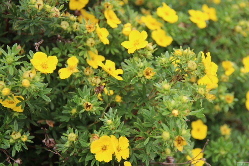 Лапчатка кустарниковая Potentilla fruticosa “Goldfinger”