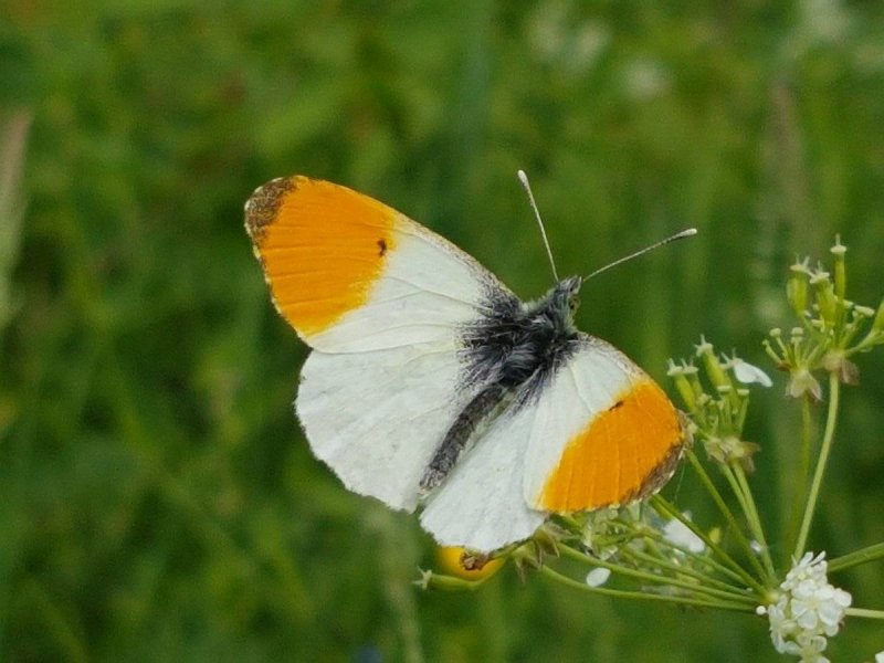 Лихнис Альпийский Лара