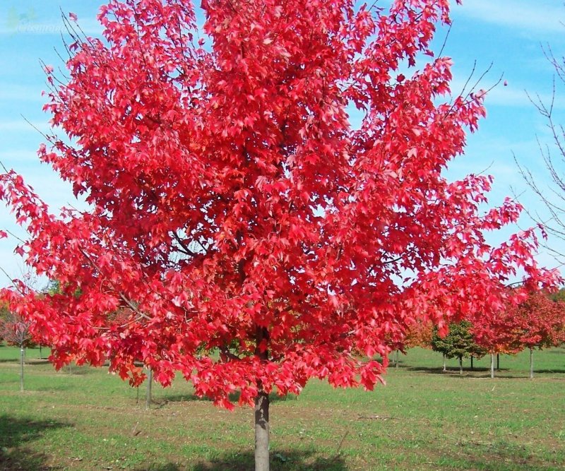 Клен красный Acer rubrum