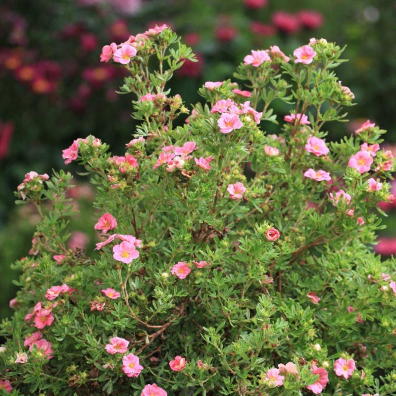 Potentilla fruticosa Pink Paradise