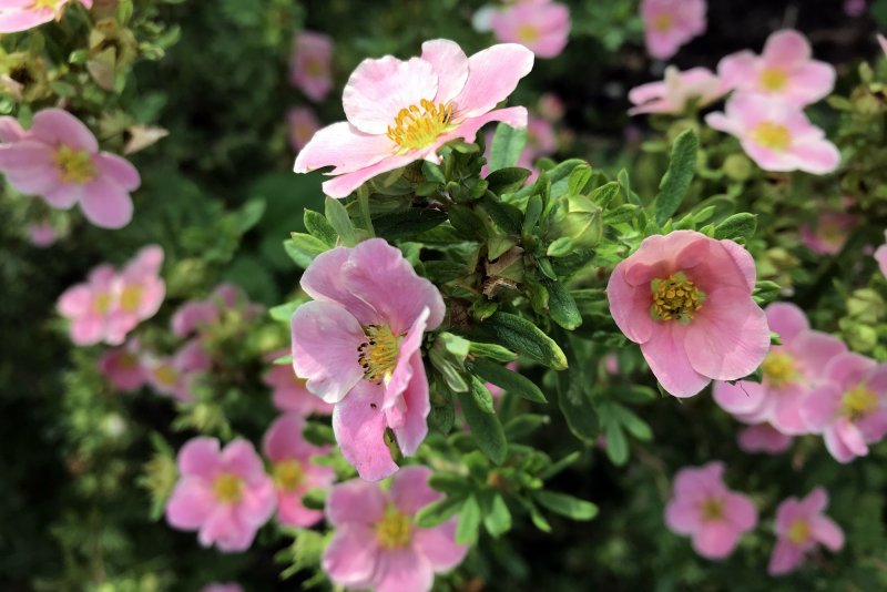 Potentilla 'Light me Fire'