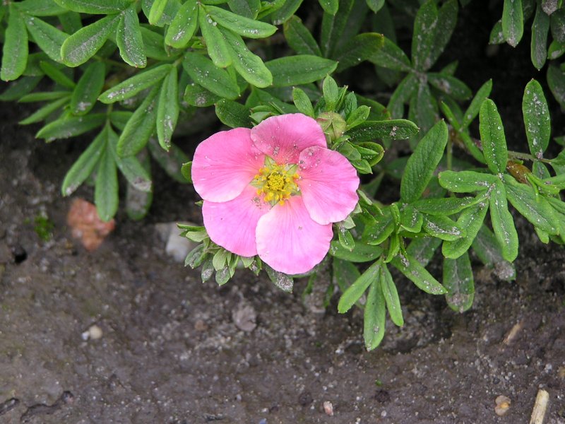 Лапчатка кустарниковая (Potentilla fruticosa `Pink Beauty`)