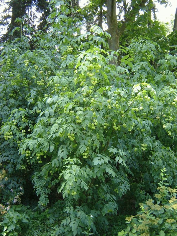 Staphylea trifolia