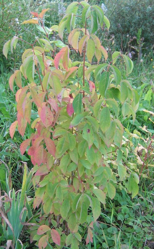 Клекачка перистая Staphylea pinnata