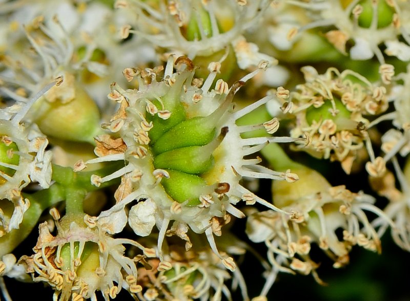Клекачка перистая Staphylea pinnata