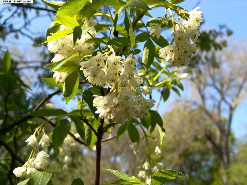 Staphylea Emodi