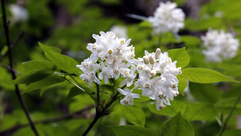 Клекачка Колхидская Staphylea colchica