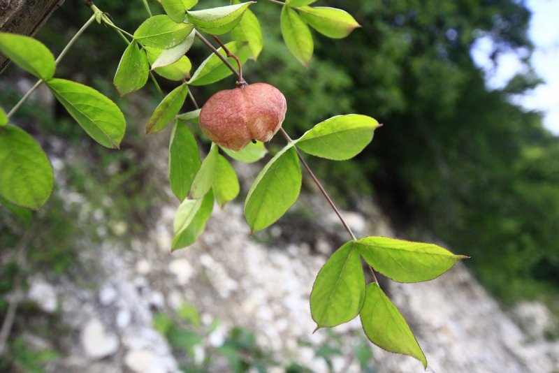 Клетчатка перистая (Staphylea pinnata)