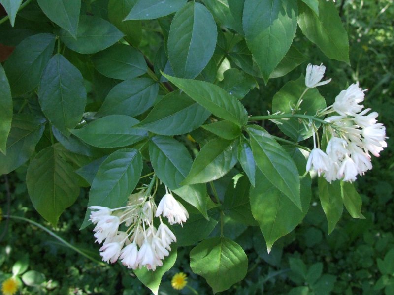 Клекачка трехлистная Staphylea trifolia