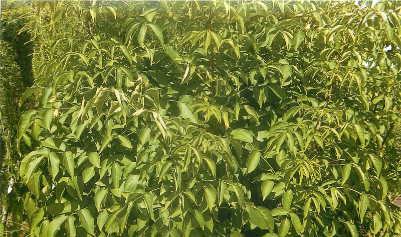 Staphylea colchica