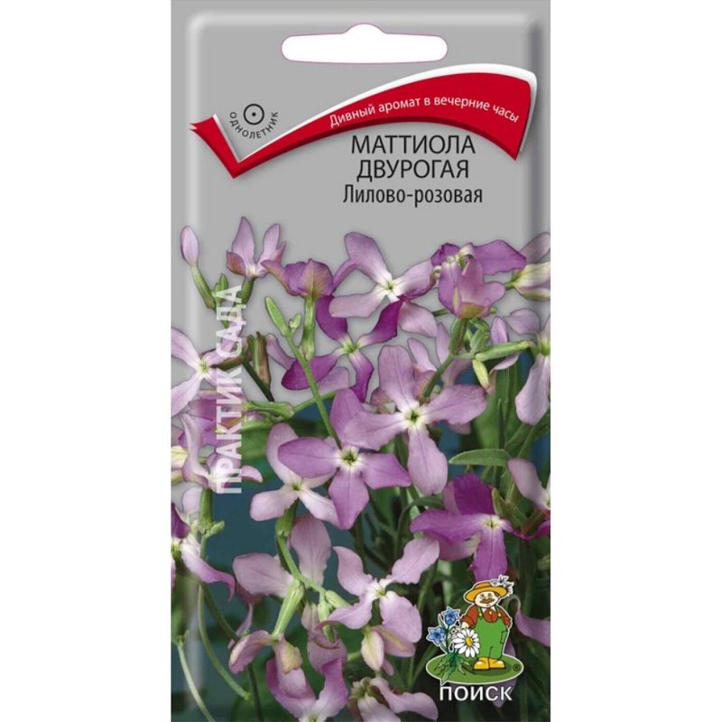 Цветы маттиола двурогая