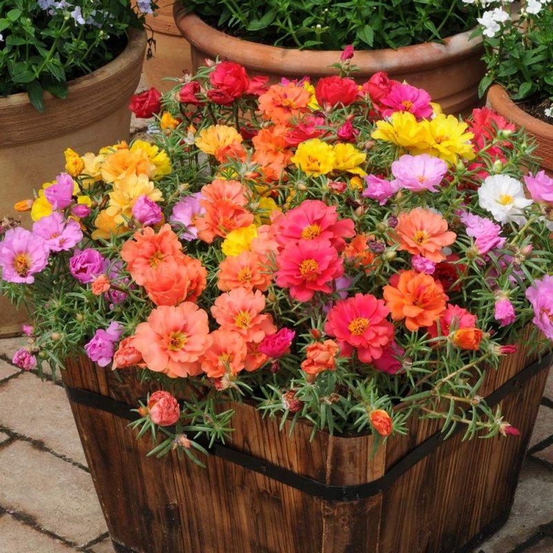 Портулак Portulaca grandiflora