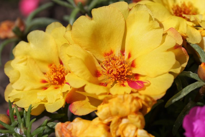 Портулак Portulaca grandiflora