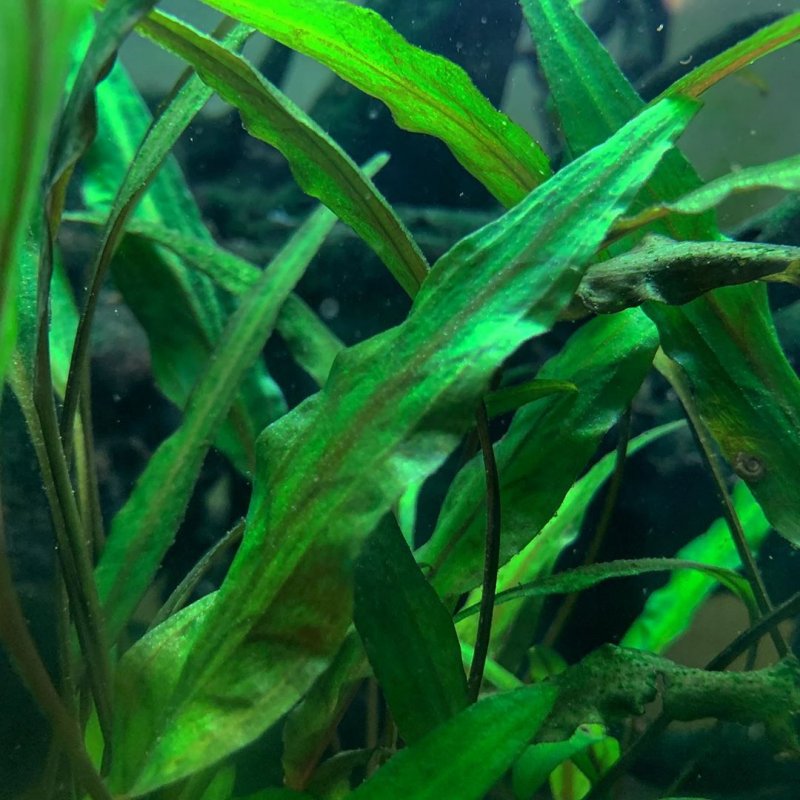 Криптокорина Сивадасана Cryptocoryne sivadasanii