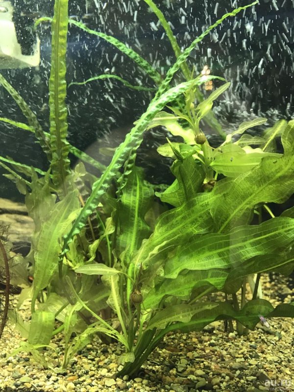 Cryptocoryne usteriana апоногетонолистная