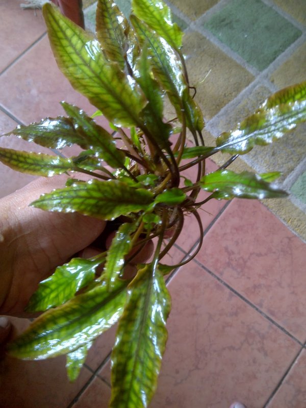 Криптокорина апоногетонолистная (Cryptocoryne aponogetifolia)