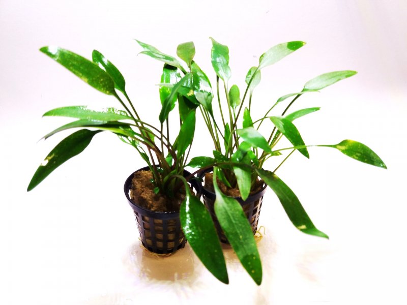 Криптокорина апоногетонолистная (Cryptocoryne aponogetifolia)