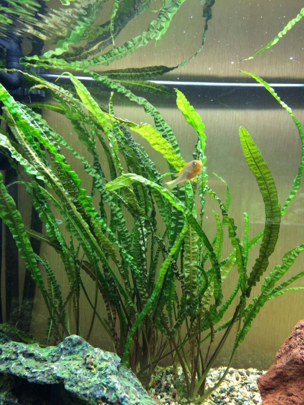 Криптокорина обратноспиральная Cryptocoryne