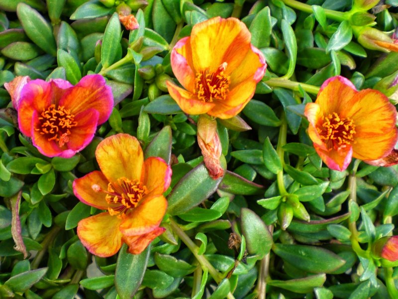 Портулак крупноцветковый (Portulaca grandiflora Hook.)