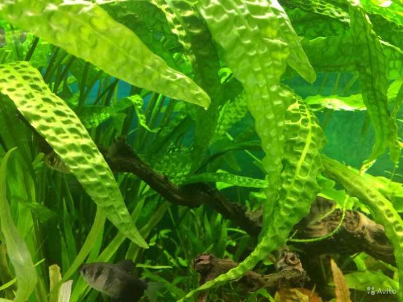 Cryptocoryne affinis