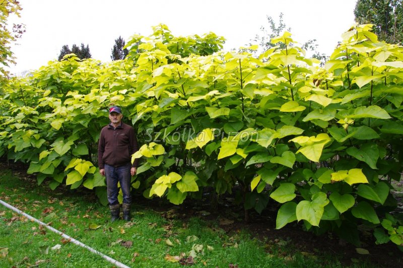 Catalpa bignonioides 'Aurea'