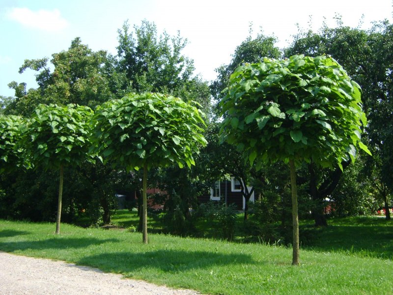 Катальпа бигнониевидная (Catalpa bignonioides)