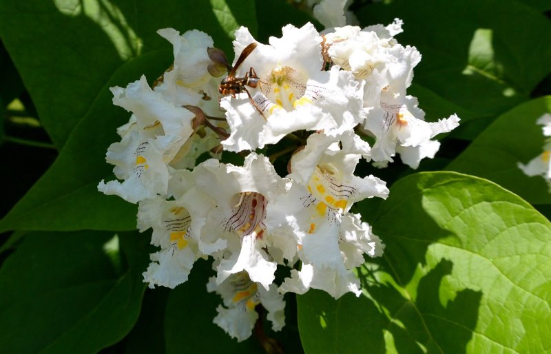 Катальпа speciosa