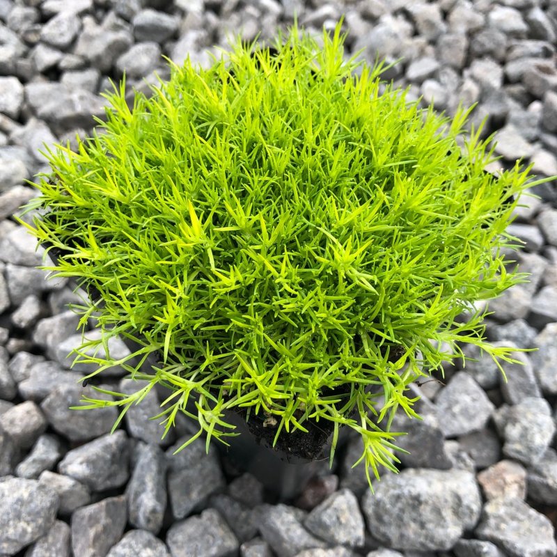 Мшанка sagina Scotch Moss
