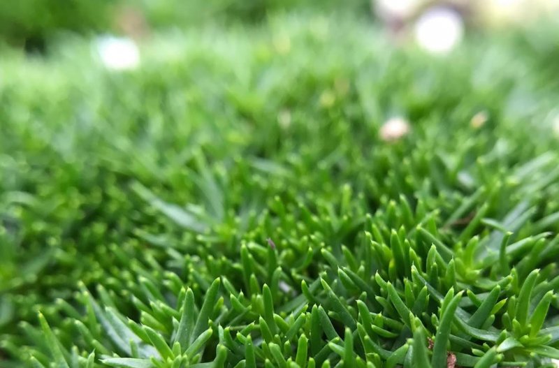 Сагина Мшанка Green Moss