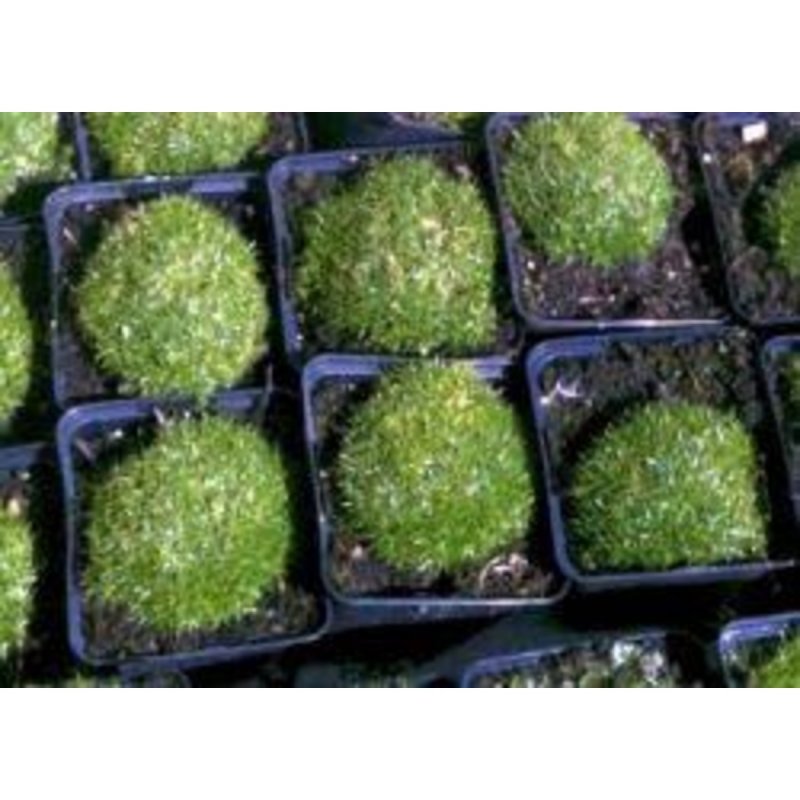 Мшанка шиловидная (s. subulata)