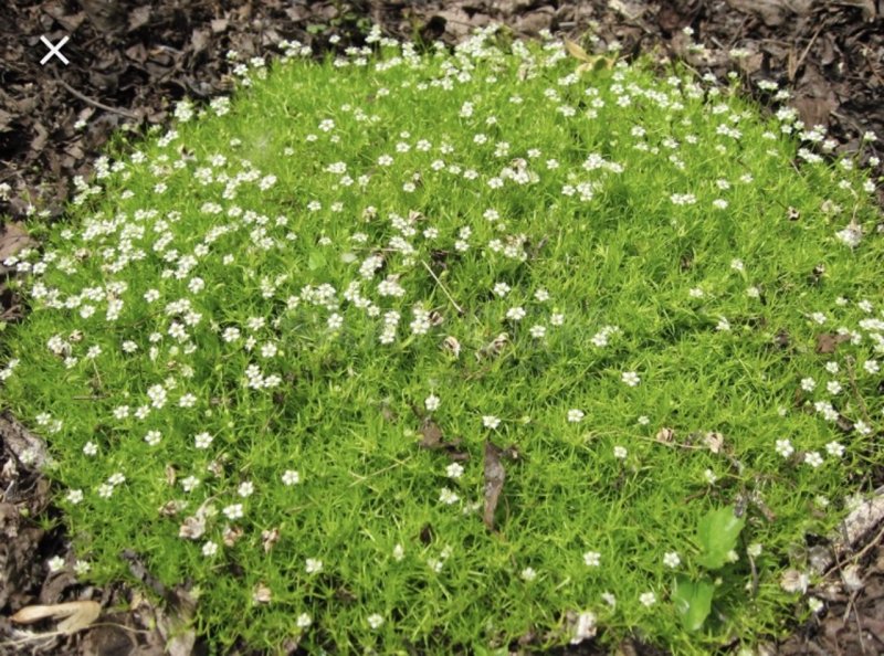 Мшанка sagina subulata Green Moss