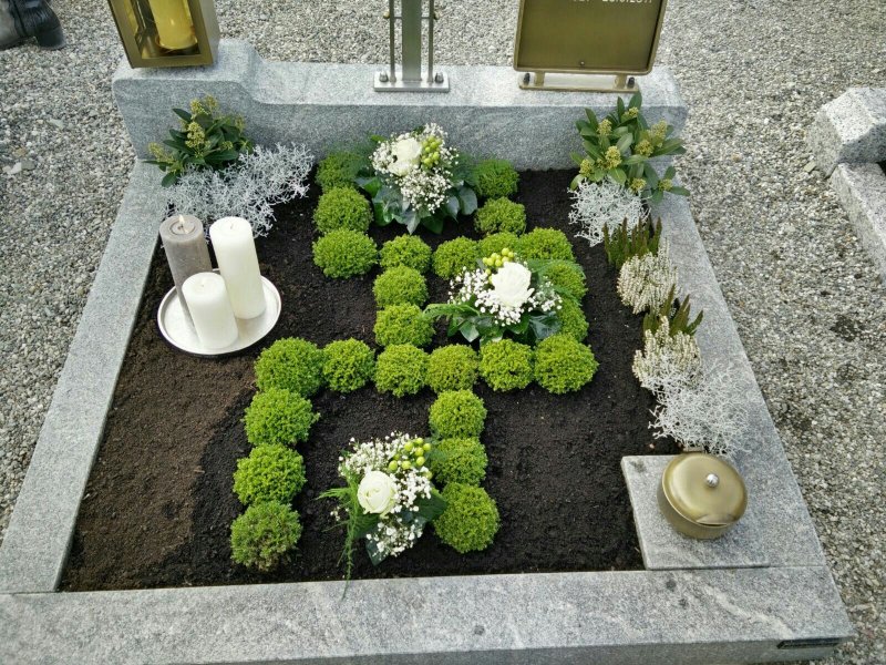 Самшит Buxus microphylla