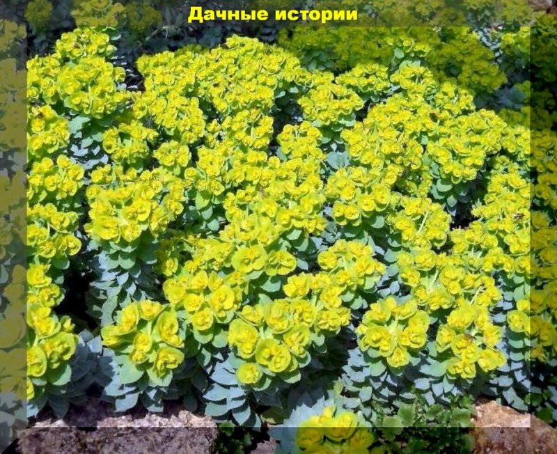 Молочай Вульфена