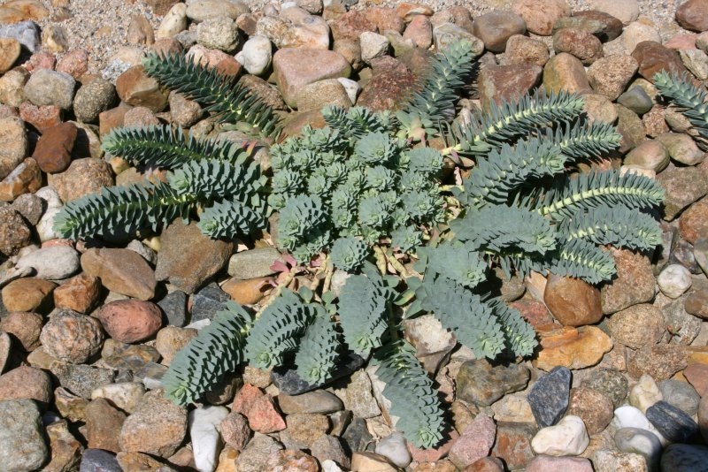 Молочай (Euphorbia)