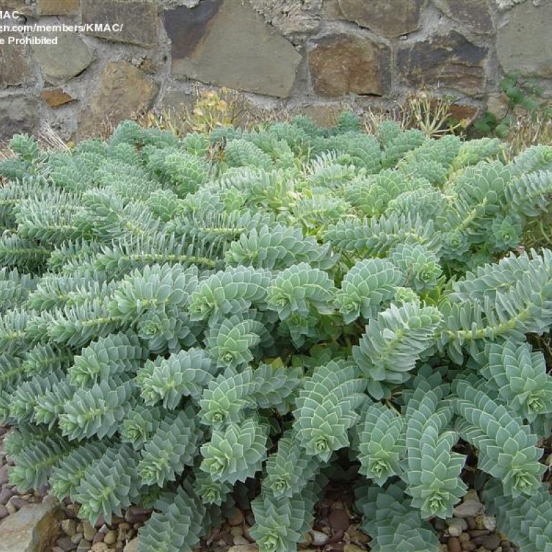 Euphorbia myrsinites