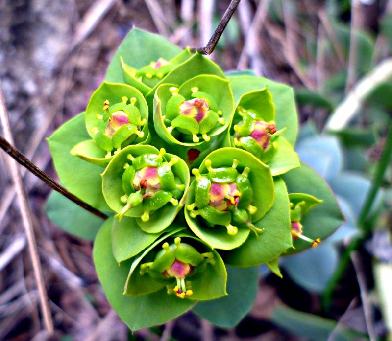 Euphorbia paralias
