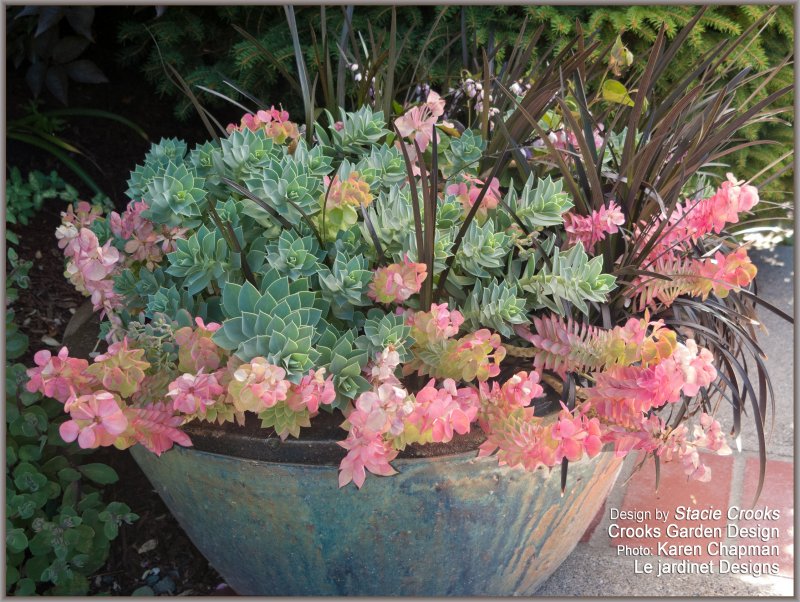 Euphorbia characias SSP. Wulfenii
