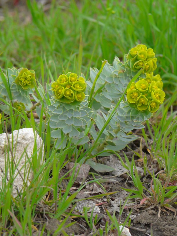 Euphorbia nicaeensis