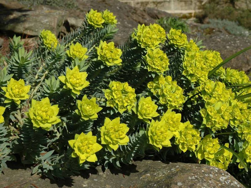 Euphorbia myrsinites